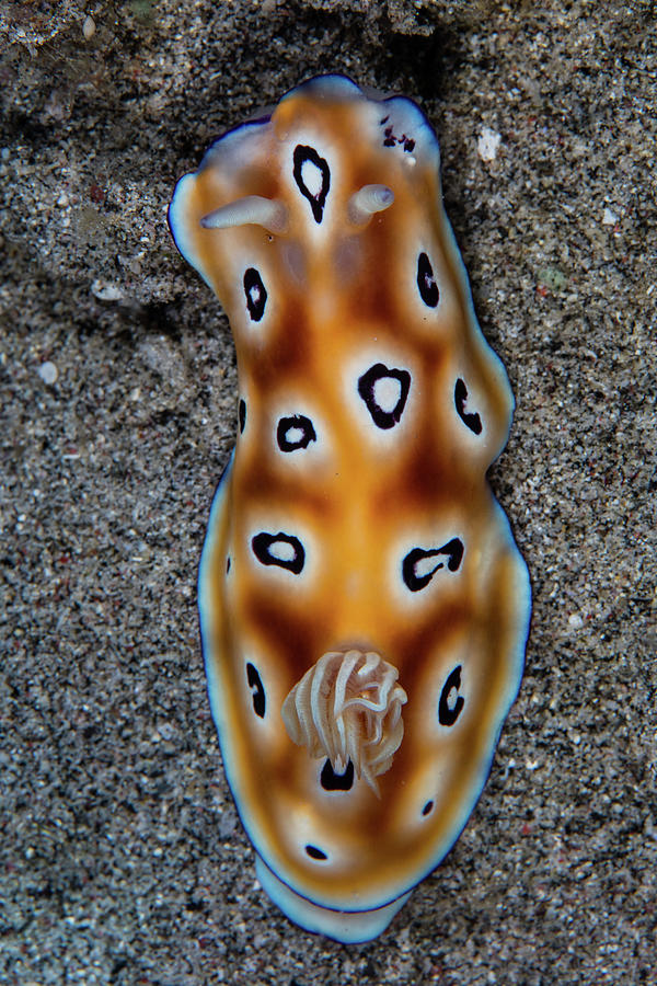 A Colorful Hypselodoris Tryoni Photograph by Ethan Daniels