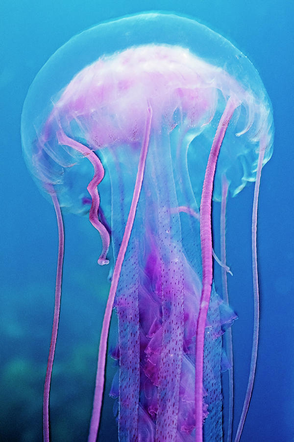 Jellyfish Photograph - A Colorful Jellyfish (pelagia Noctluca) In The Channel Islands, Ca by Cavan Images