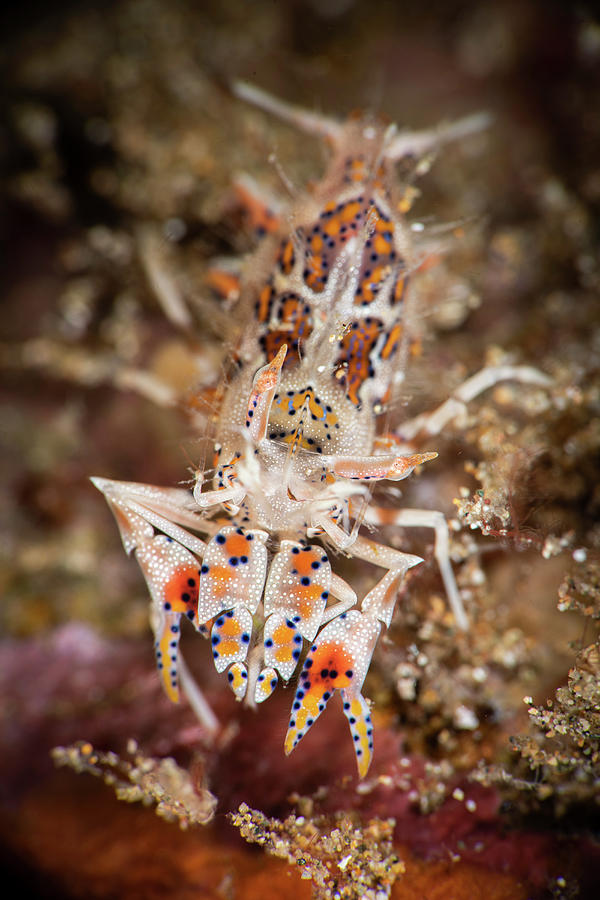 A Colorful Tiger Shrimp Ventures Photograph by Stocktrek Images - Fine ...