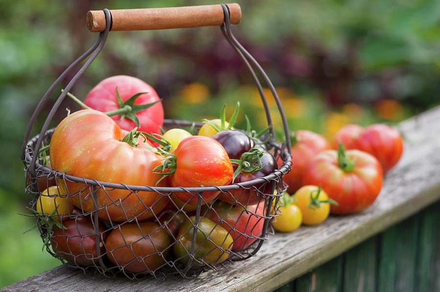 A Colourful Harvest Of Tomatoes In A Garden Photograph by Dr. Karen Meyer-rebentisch