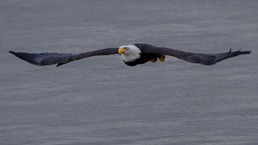 A Coming In Bald Eagle Photograph by Sheila Xu