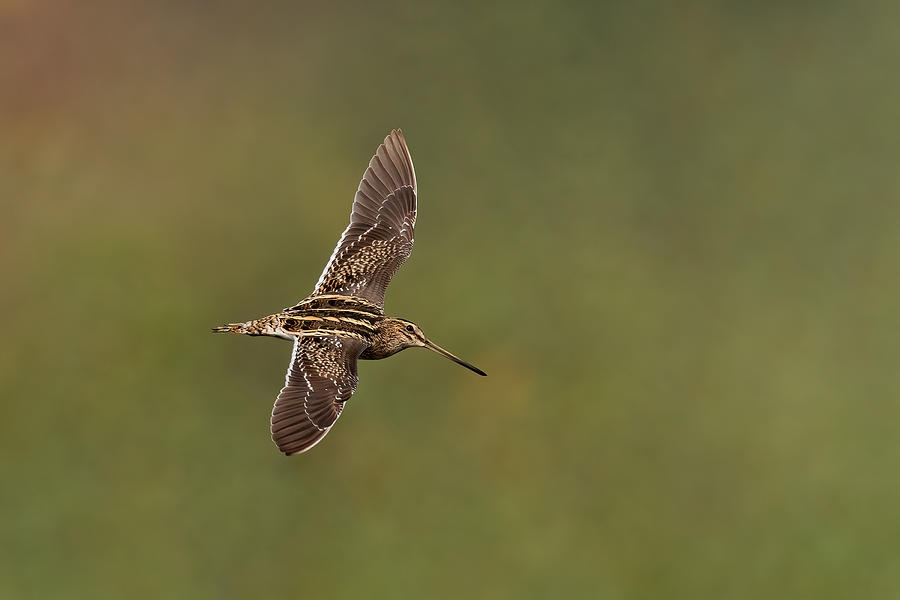 A Common Snipe In Flight Photograph by Hari K Patibanda - Pixels