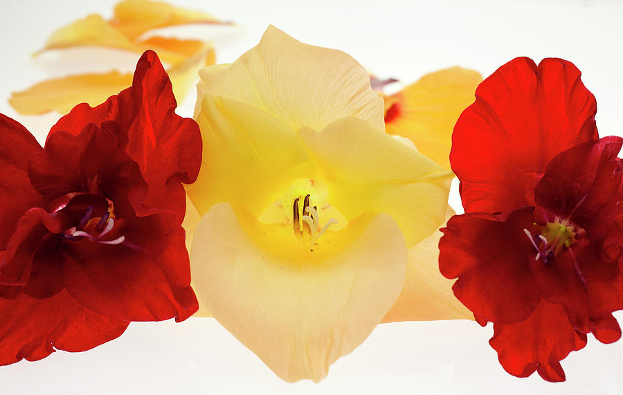 A Composition Of Red And Yellow Gladioli Photograph by Brad Rickerby