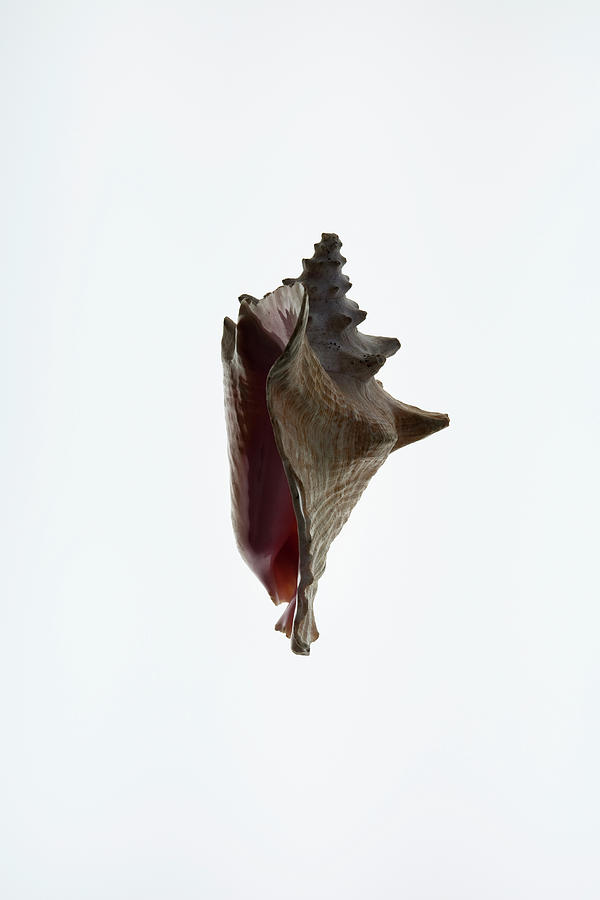 A Conch Shell, Side View Photograph by Charles Orr