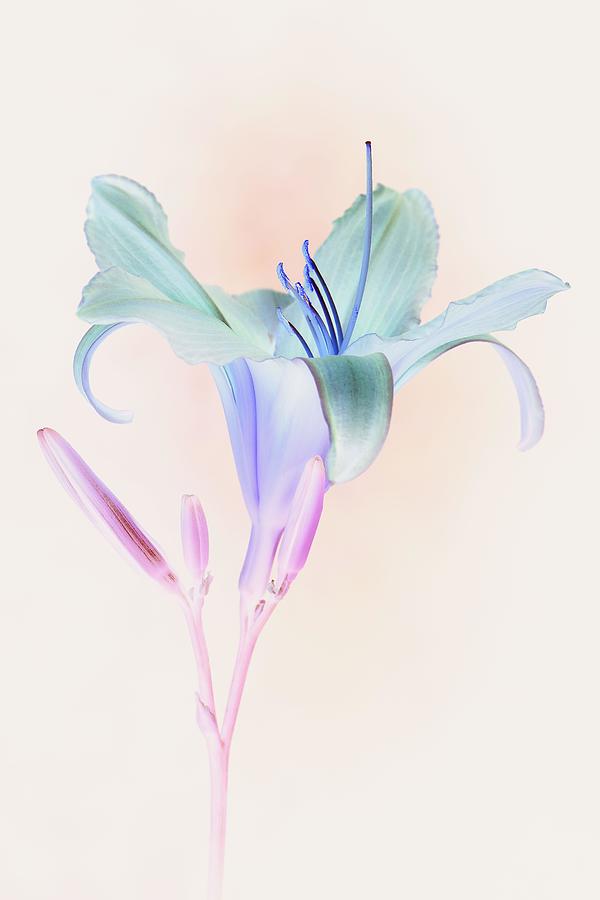 Flower Photograph - A Contemporary, Psychedelic Looking Day by Tony Zuvela