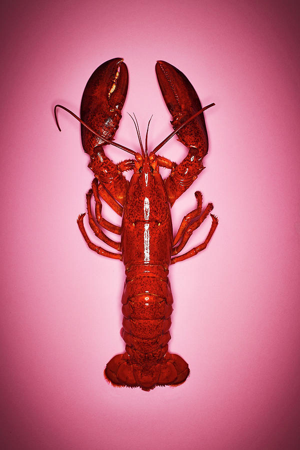 A Cooked Lobster On A Pink Surface Photograph by Manfred Rave