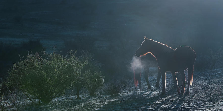 A Cool Stallion Photograph by Paul Martin