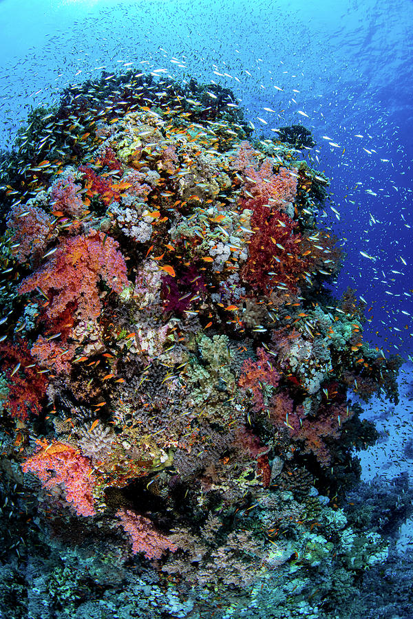 A Coral Bommie In The South Red Sea Photograph by Brook Peterson | Pixels