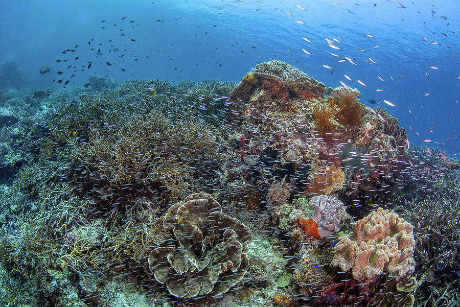 A Coral Reef With Many Reef Fish Photograph by Stocktrek Images - Fine ...