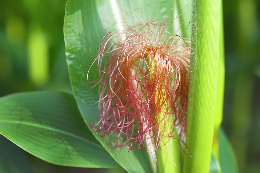 A Corn Plant In The Field close-up Photograph by Feig & Feig