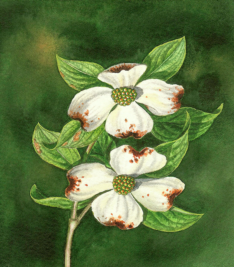 Flower Painting - A Couple Of Dogwood Blooms by Dempsey Essick