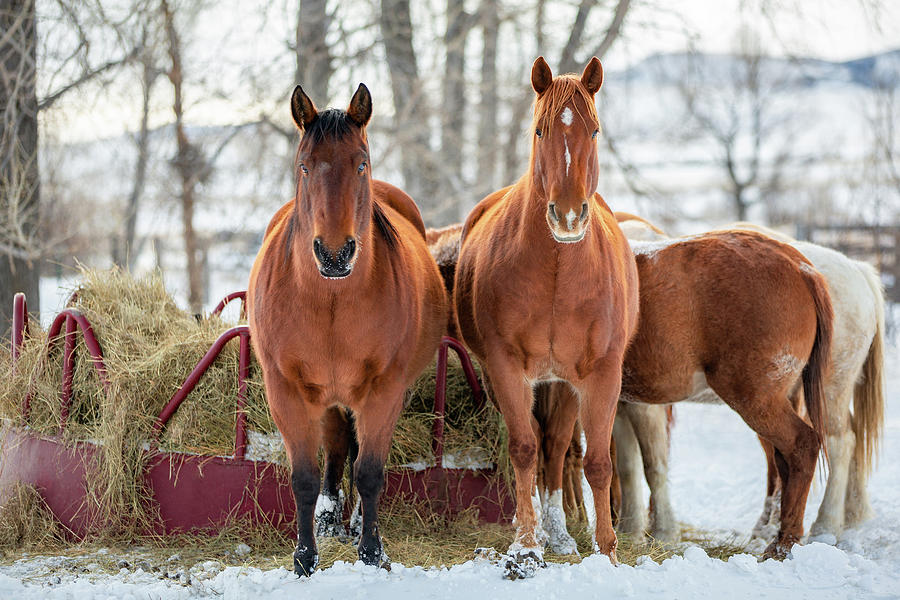 A Couple of Horses Photograph by Todd Klassy
