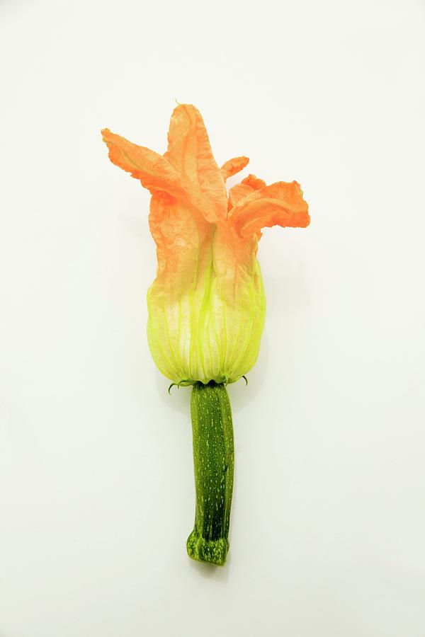 A Courgette Flowers On A White Surface Photograph by William Boch