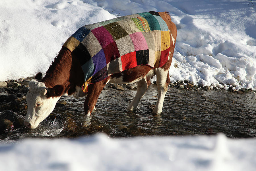 A Cow Covered with a Coloured Blanket Photograph by Hazir Reka Pixels