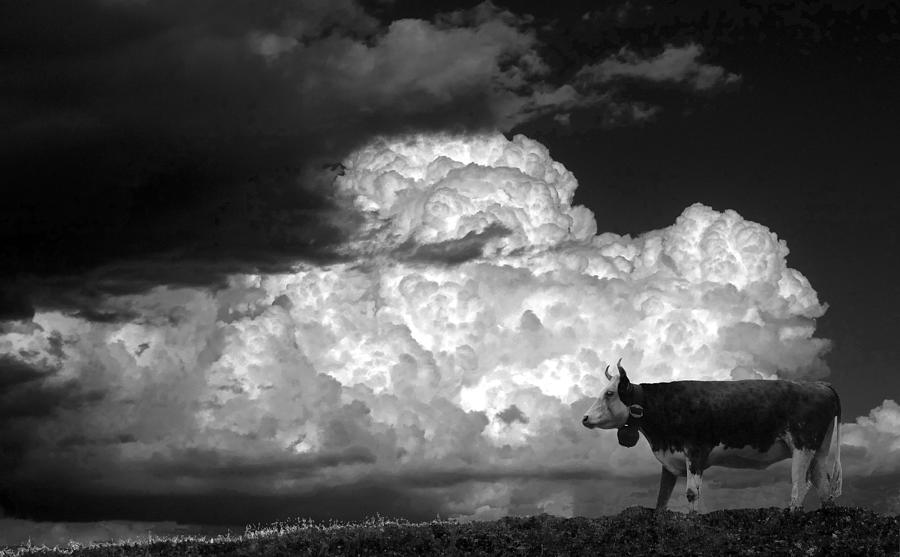 A Cow In The Pasture Photograph by Giorgio Pizzocaro