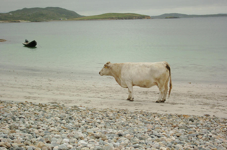 A Cow On A Beach On Inisturk, Galway Photograph by Leverstock