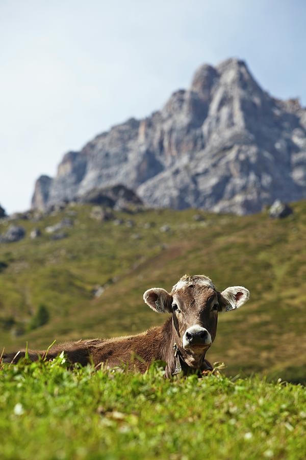 A Cow On The Alps In Tyrol Photograph by Herbert Lehmann