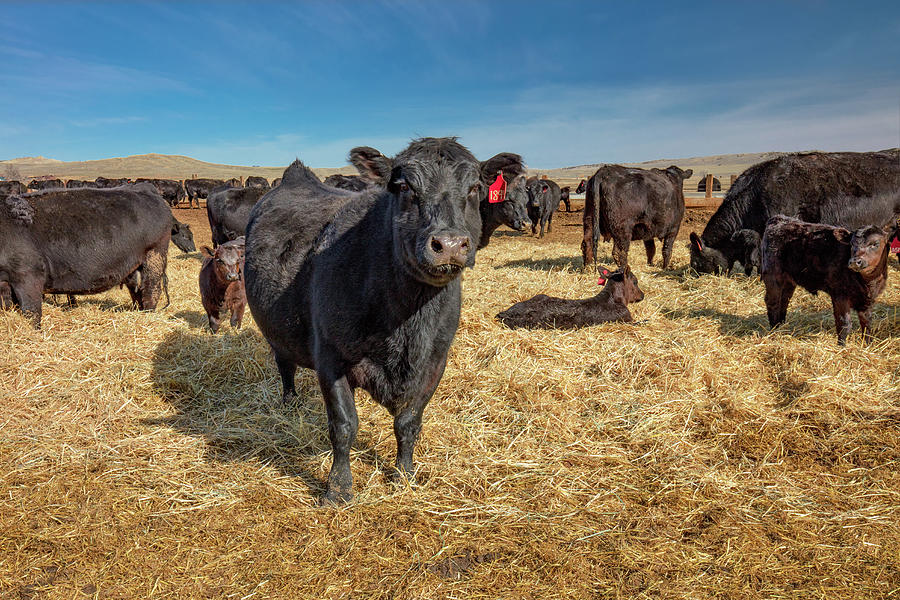 A Cow Stands Photograph by Todd Klassy