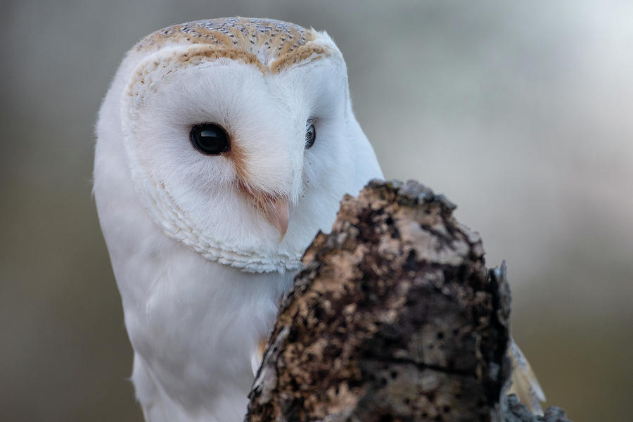 A Coy Barn Owl Photograph by Mark Hunter