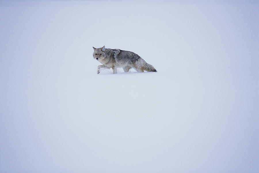 A Coyote Traverses The Snow Covered Photograph by Jose Azel