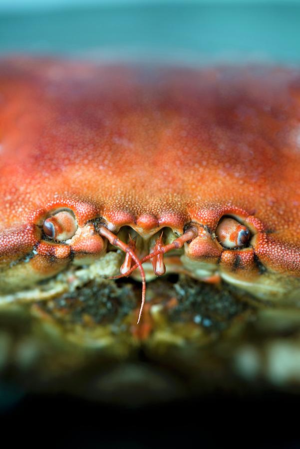A Crab close-up Of The Eyes And Mouth Photograph by Jamie Watson