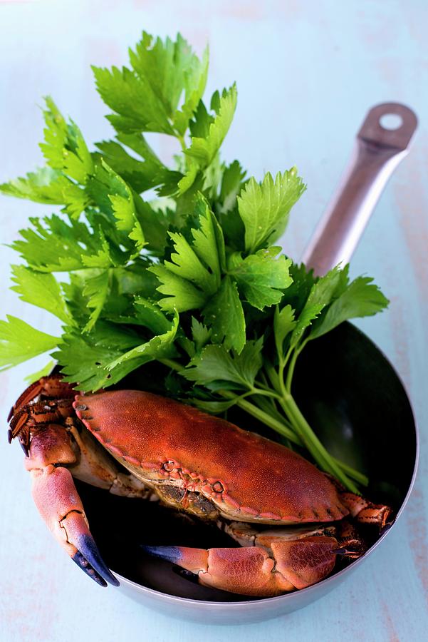 A Crab In A Stainless Steel Frying Pan With Celery Leaves Photograph by Jamie Watson