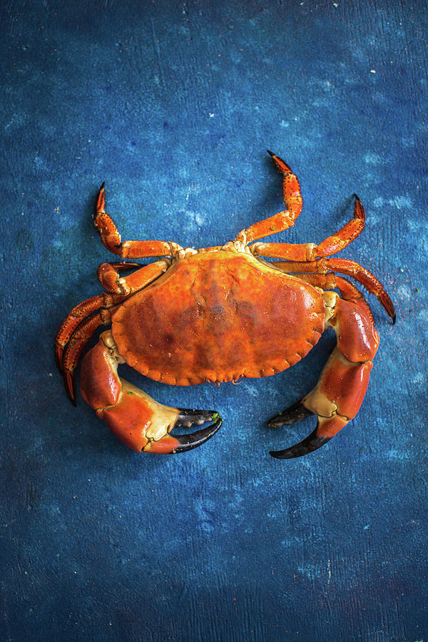 A Crab On A Blue Background Photograph by Lara Jane Thorpe