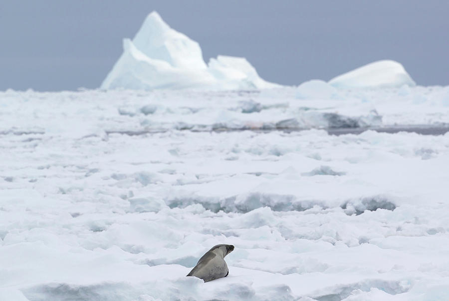 A Crabeater Seal In The Ice Floe In The Photograph by Cultura Rf/brett Phibbs A Crabeater Seal In The Ice Floe In The Photograph by Cultura Rf/brett Phibbs