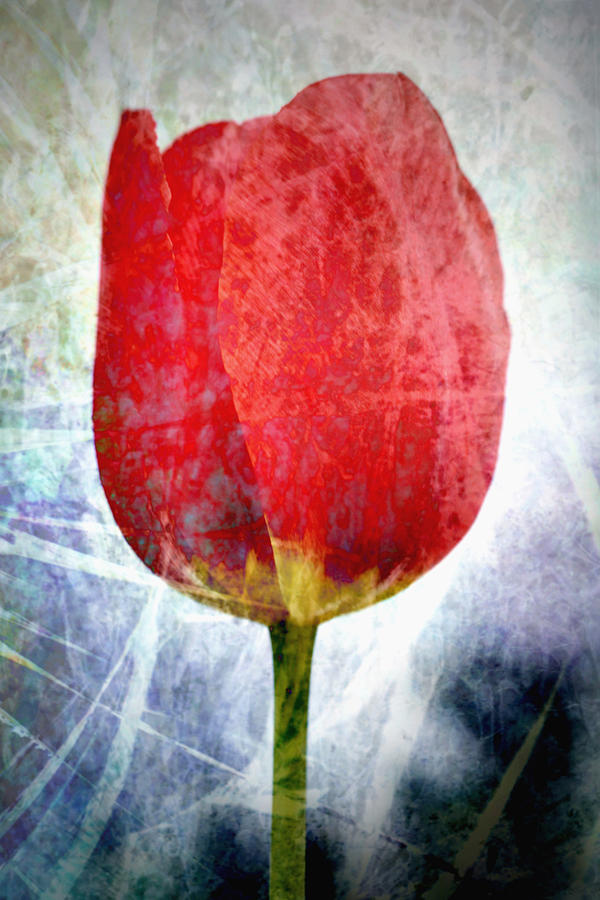 A Cracking Tulip Digital Art by Richard Andrews