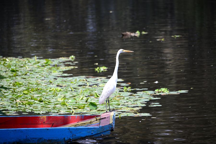A Crane On A Colorful Boat And Aquatic Plants At The Canals Of Xochimilco, Mexico City, Mexico Photograph by Thomas Stankiewicz