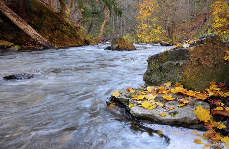 A Creek Rushes Past Rocky Banks And Photograph by Orchidpoet