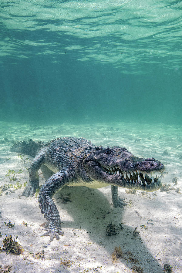 A Crocodile On The Move Along The Ocean Photograph by Stocktrek Images
