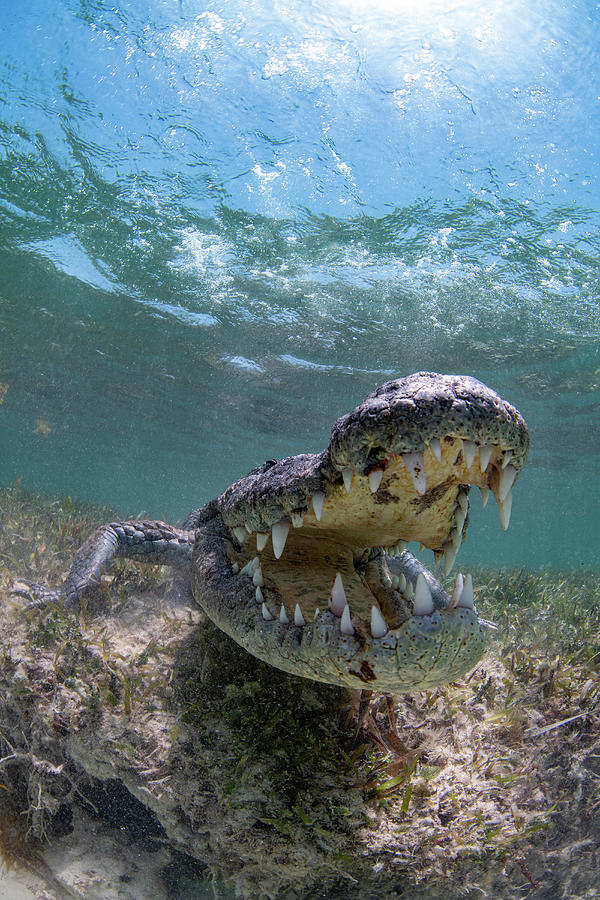 A Crocodile Opens Its Mouth To Appear Photograph by Stocktrek Images