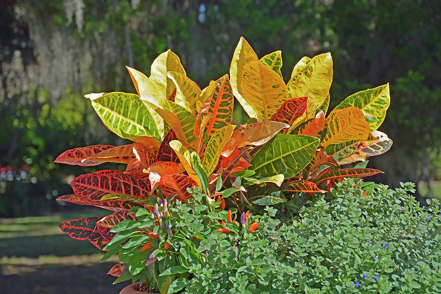 A Crown of Colorful Leaves Photograph by Bruce Gourley