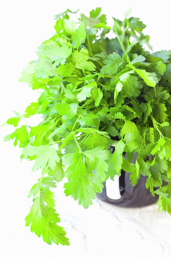 A Cup Of Flat-leaf Parsley Photograph by Hilde Mche