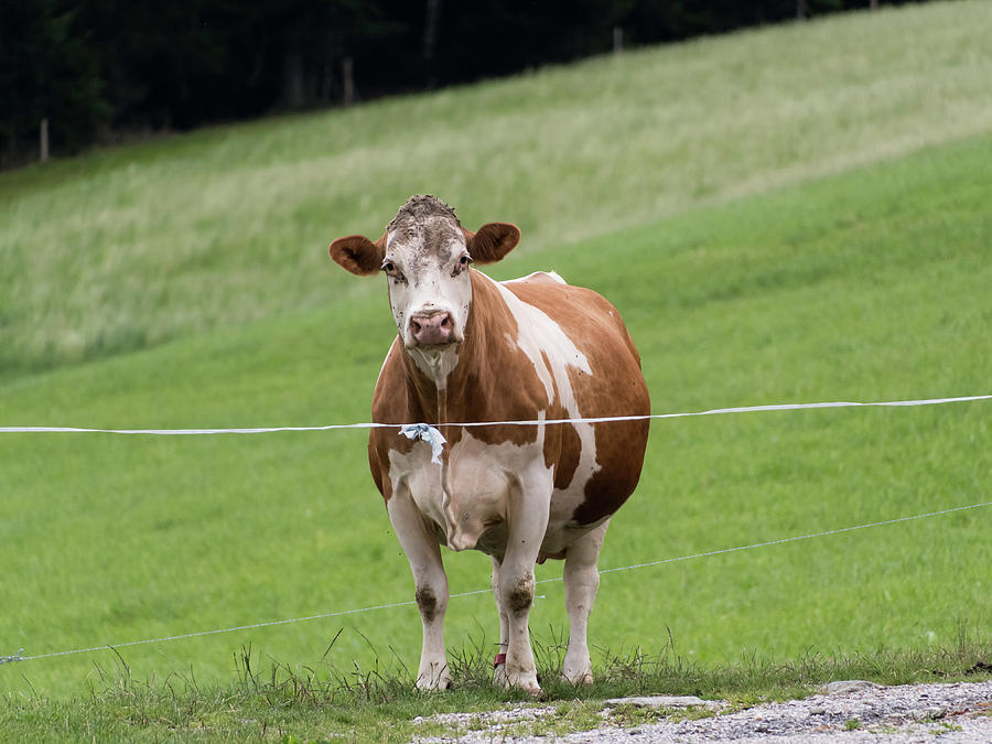 A Curious Female Brown White Cow Looking Into The Camera Photograph By Stefan Rotter