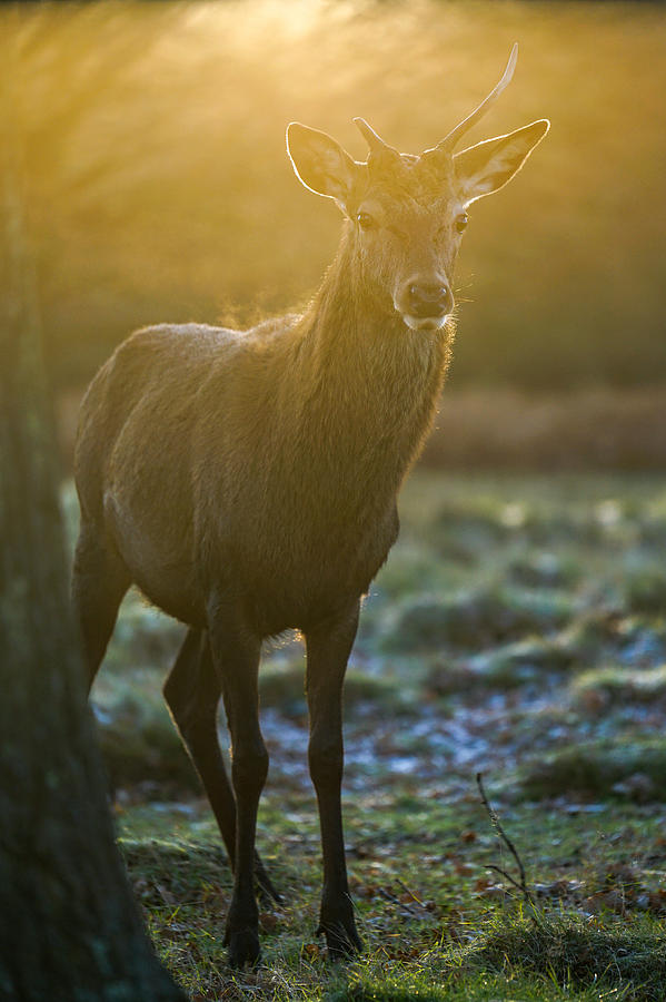 A curious red deer giving me a funny look at sunrise. Photograph by ...