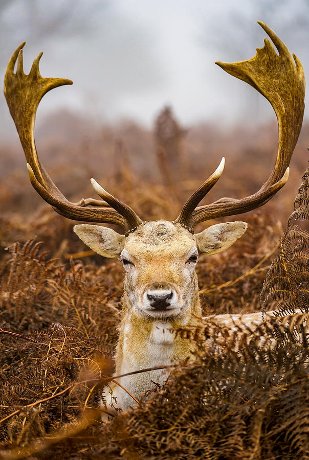 A Curious Fallow Deer Giving Me A Funny Look. Photograph