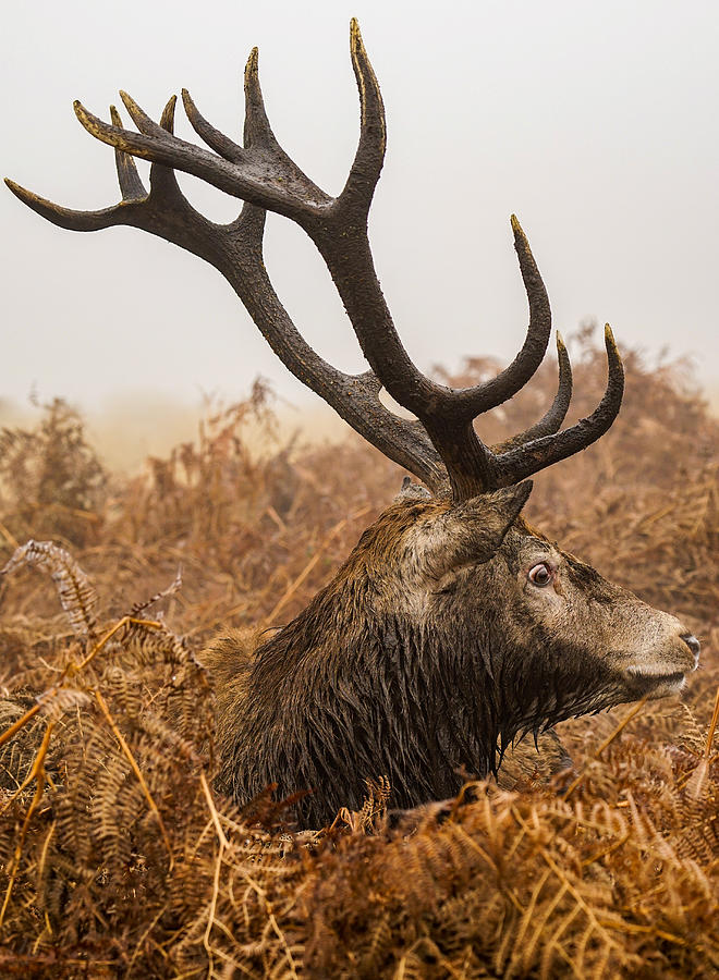 A Curious Red Deer Making A Funny Face On A Misty Morning. Photograph