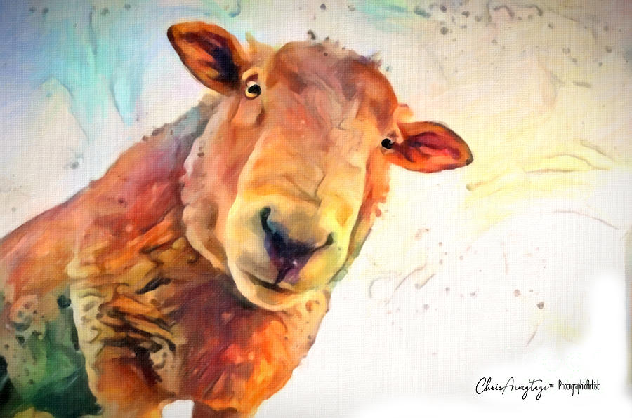 A Curious Sheep called Shawn Painting by Chris Armytage