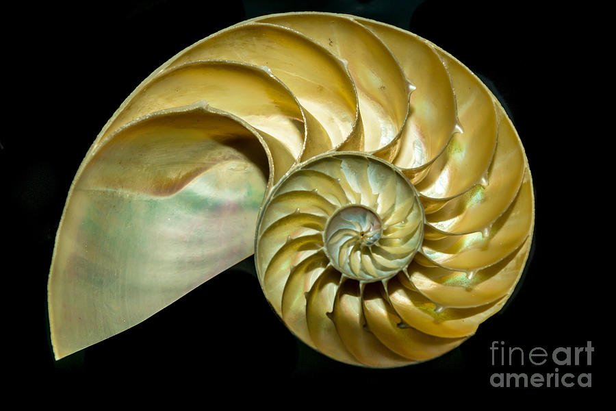 Golden Spiral Photograph - A Cutaway Nautilus Shell Demonstrates by James Mattil
