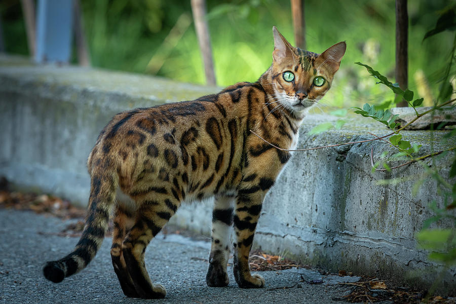 A cute Bengal cat on the street Photograph by Stefan Rotter - Pixels