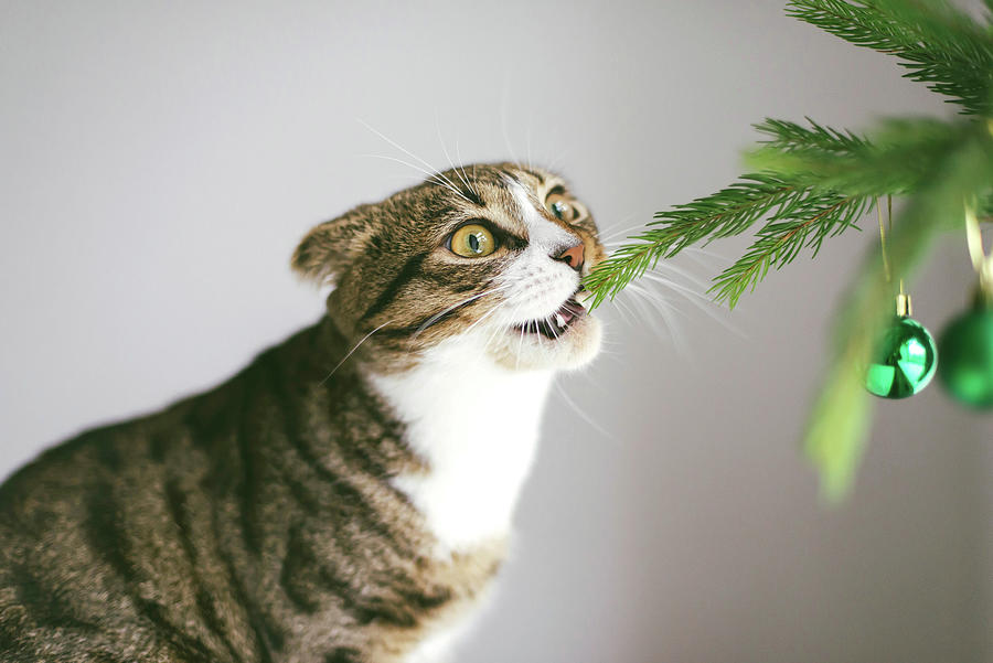 christmas tree funny cat
