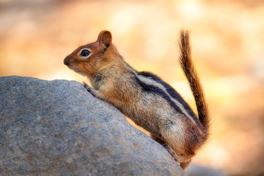 Animal Photograph - A Cute Chipmunk by Anchor Lee