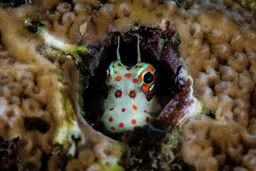 A Cute Redspotted Blenny, Blenniella Photograph by Ethan Daniels