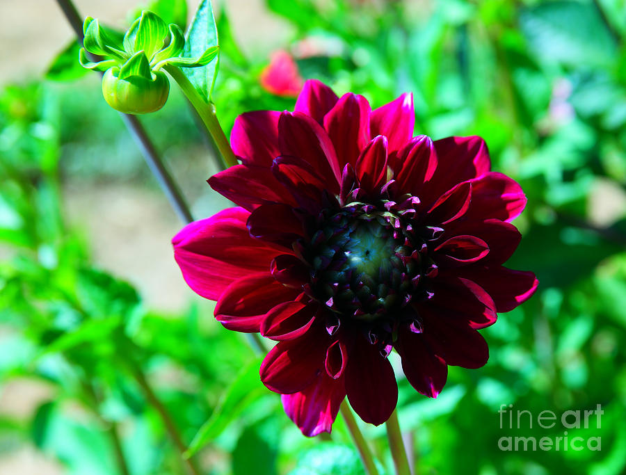 A Dahlia In Full Bloom Photograph