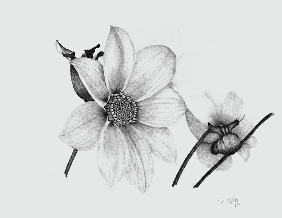 A Dahlias Beauty Drawing by Patricia Hiltz