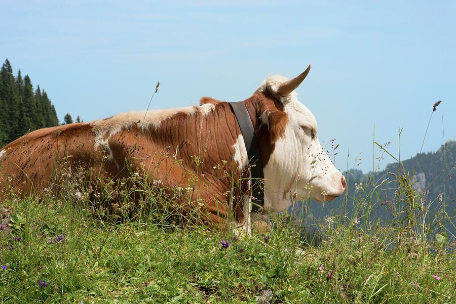 A Dairy Cow On An Alp Photograph by Nadja Walger