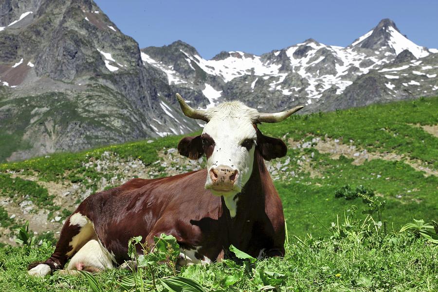 A Dairy Cow Sitting In An Alpine Meadow Photograph by Jean-marc Blache