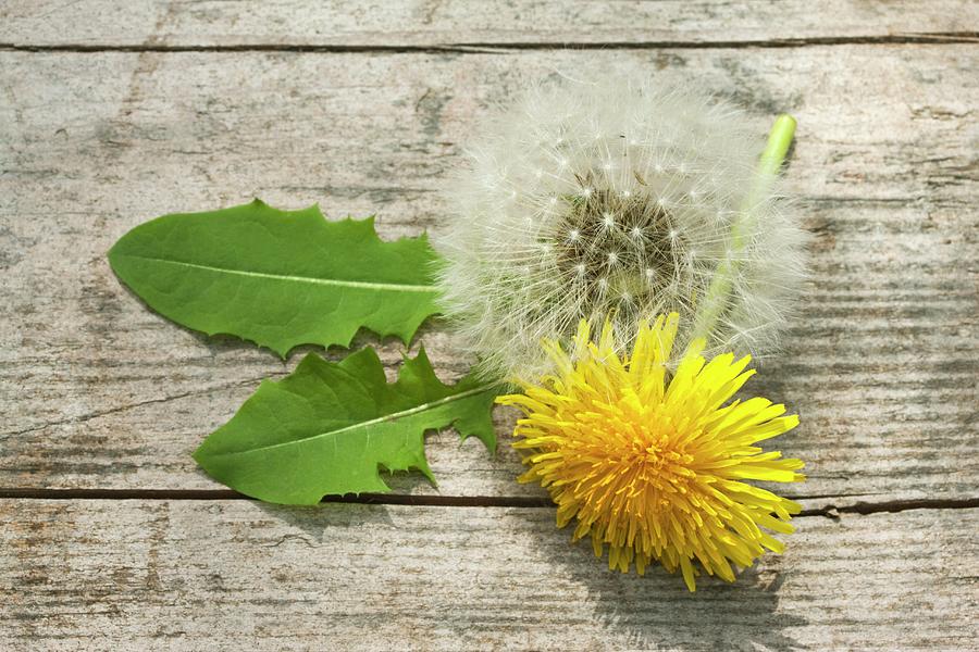 A Dandelion Flower, A Dandelion Clock And Leaves On A Wooden Surface Photograph by Lscher, Sabine